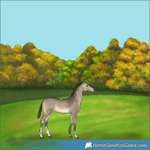 Horse Color:White Spotted Buckskin Dun Sabino Rabicano 