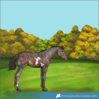 Horse Color:White Spotted Liver Chestnut 