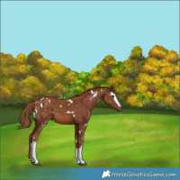 Horse Color:White Spotted Chestnut 