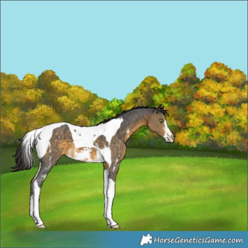 Horse Color:Buckskin Sabino Tobiano