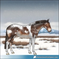Horse Color:White Spotted Liver Chestnut Tobiano 
