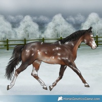 Horse Color:White Spotted Liver Chestnut Sabino Rabicano 