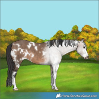 Horse Color:White Spotted Brown Dun Sabino 