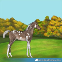 Horse Color:White Spotted Silver Brown Dun Tobiano