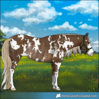 Horse Color:White Spotted Chocolate Palomino Mushroom Sabino Rabicano
