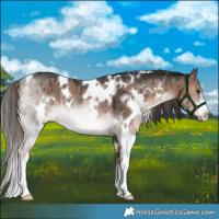 Horse Color:White Spotted Liver Red Dun Rabicano Brindle