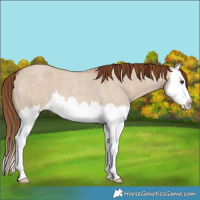 Horse Color:Red Dun Roan Splash