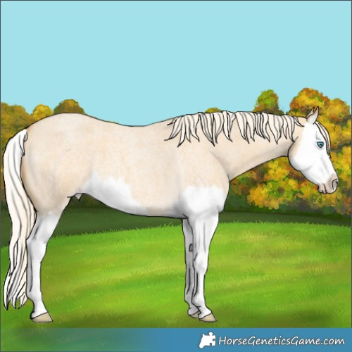 Horse Color:Gold Cream Champagne Roan Dun Splash