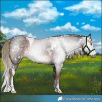 Horse Color:Gray White Spotted Liver Chestnut Sabino 