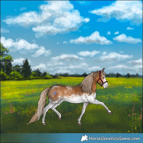 Horse Color:White Spotted Chocolate Palomino Sabino Rabicano 