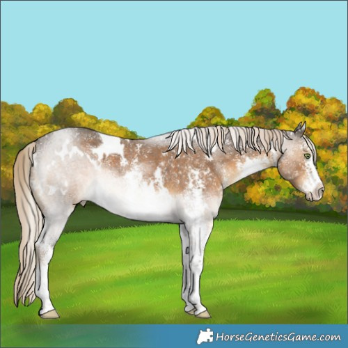 Horse Color:White Spotted Chocolate Palomino Sabino 