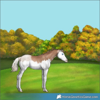 Horse Color:Liver Chestnut Pearl Splash Appaloosa Rabicano 