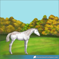 Horse Color:Chestnut Splash Appaloosa Rabicano 