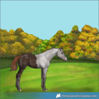 Horse Color:Liver Chestnut Appaloosa