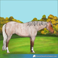 Horse Color:Silver Bay Roan
