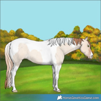 Horse Color:Gold Champagne Roan Dun Tobiano