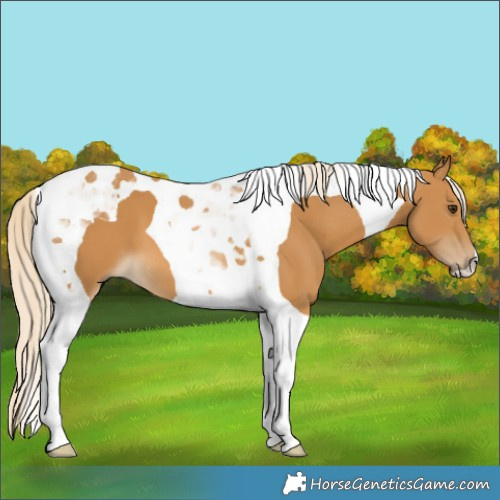 Horse Color:Palomino Tobiano 