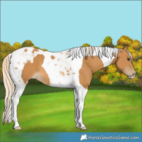 Horse Color:Palomino Tobiano