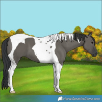 Horse Color:Grullo Tobiano 