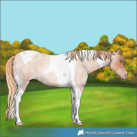 Horse Color:Gold Champagne Roan Tobiano