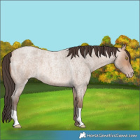 Horse Color:Amber Champagne Roan 