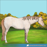 Horse Color:Gold Champagne Roan Dun