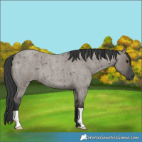 Horse Color:Grullo Roan