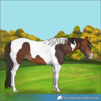 Horse Color:Bay Tobiano