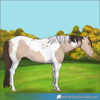 Horse Color:Amber Champagne Dun Tobiano 