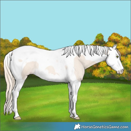 Horse Color:Gold Champagne Roan Dun Splash Tobiano