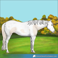 Horse Color:Gold Champagne Roan Dun Splash Tobiano