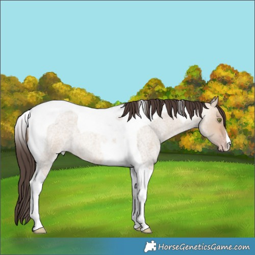 Horse Color:Amber Champagne Roan Dun Tobiano 