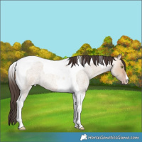 Horse Color:Amber Champagne Roan Dun Tobiano