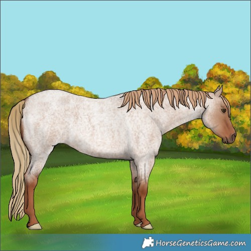 Horse Color:Red Dun Roan 