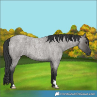 Horse Color:Grullo Roan 