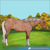 Horse Color:Silver Bay Roan
