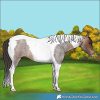 Horse Color:Bay Roan Tobiano