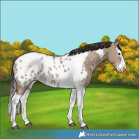 Horse Color:Liver Red Dun Splash Tobiano Appaloosa Rabicano 