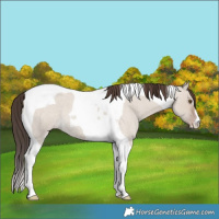 Horse Color:Classic Champagne Roan Dun Tobiano 