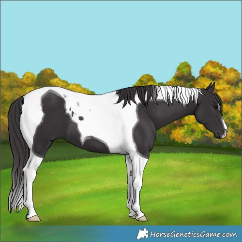 Horse Color:Smoky Black Tobiano