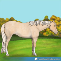 Horse Color:Gold Cream Champagne Roan 