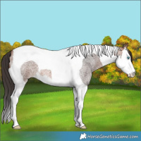 Horse Color:Bay Roan Splash Tobiano 