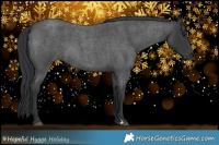 Horse Color:Blue Roan 