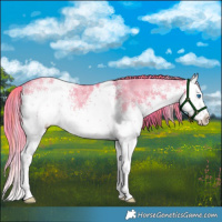 Horse Color:Watercolor Plaid  White Spotted Liver Red Dun Sabino Splash 