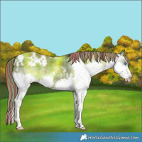 Horse Color:Painted Plaid  White Spotted Liver Red Dun Splash 