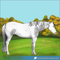 Horse Color:Blue Roan Splash Tobiano
