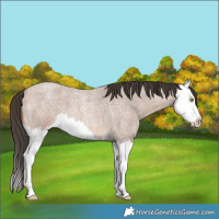 Horse Color:Sable Champagne Roan Splash 
