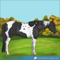 Horse Color:Black Tobiano