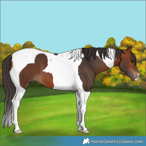 Horse Color:Bay Tobiano 