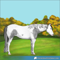 Horse Color:Blue Roan Splash Tobiano 